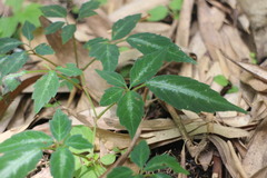 Pseudocayratia pengiana
