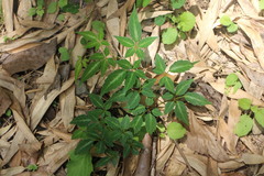Pseudocayratia pengiana
