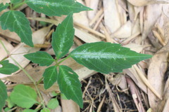 Pseudocayratia pengiana