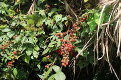 Rubus parviaraliifolius