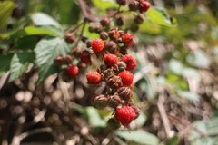 Rubus parviaraliifolius