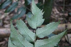 Cyrtomium devexiscapulae