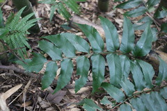 Cyrtomium devexiscapulae