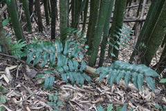 Cyrtomium devexiscapulae