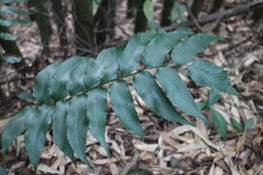 Cyrtomium devexiscapulae