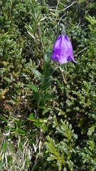 Adenophora morrisonensis