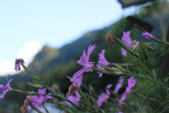 Dianthus palinensis