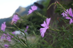 Dianthus palinensis