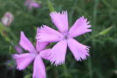 Dianthus palinensis