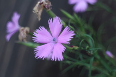 Dianthus palinensis