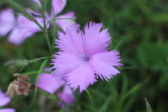 Dianthus palinensis