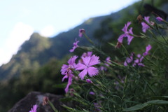 Dianthus palinensis
