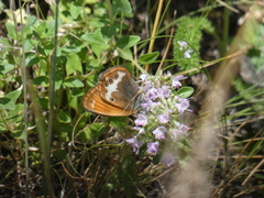 Coenonympha arcania