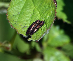 Agrilus cuprescens