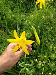 Lilium parryi