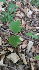 Torminalis glaberrima