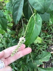 Citharexylum caudatum