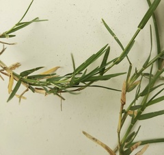 Paspalum