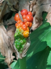 Arum italicum