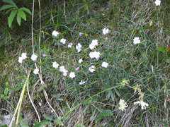 Dianthus benearnensis