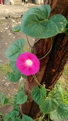 Ipomoea purpurea