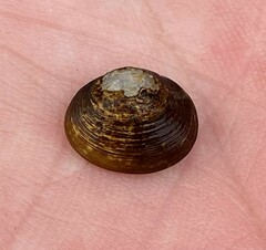 Sphaerium striatinum