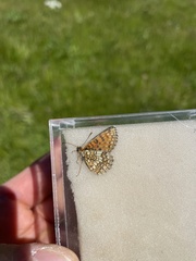 Melitaea aurelia