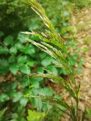 Festuca altissima