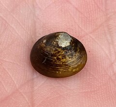 Sphaerium striatinum