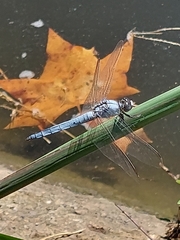 Orthetrum brunneum