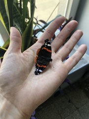 Vanessa atalanta