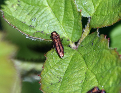 Agrilus cuprescens
