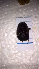 Homoeogamia mexicana