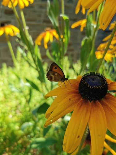 Pyronia tithonus