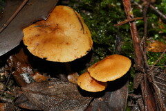 Cystoderma muscicola