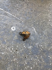 Vanessa cardui