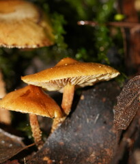 Cystoderma muscicola