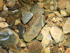 Platynectes dissimilis