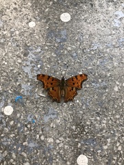 Polygonia egea