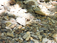 Platynectes dissimilis