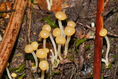 Vibrissea dura