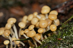 Vibrissea dura