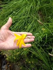 Lilium parryi