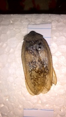 Homoeogamia mexicana