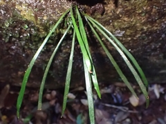 Haplopteris ensiformis