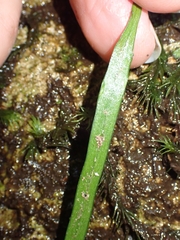 Haplopteris ensiformis