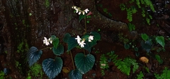 Begonia crenata