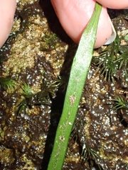 Haplopteris ensiformis