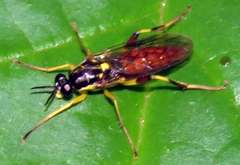 Xylomya simillima