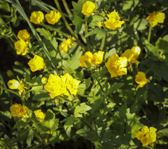Ranunculus repens